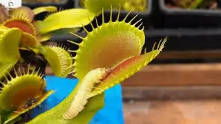 Flytraps feasting on worms
