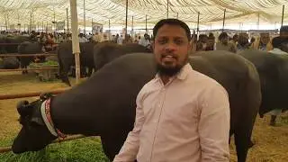 8 Million worth banni buffalo (kundi buffalo)