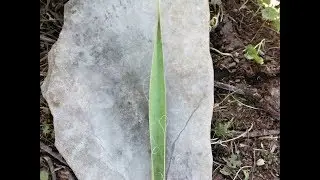 Rudiger Roll Yucca - How to Process Yucca for Primitive Fire Making - Fire Roll Origins