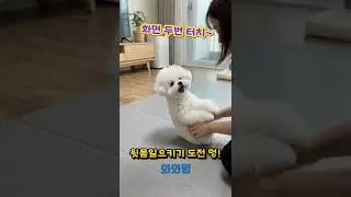 윗몸일으키기하는 강아지