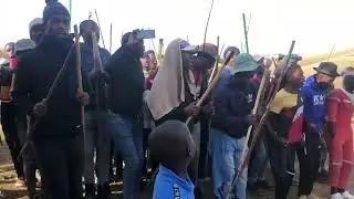Amazawa 012 ( Kilimanjaro)