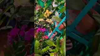 🌸🌟my greenroom🌈🪴 #orchid #flowers #plants #orquideas #난초#орхидея#orchidea #蘭 #花 #garden #wow