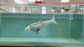 Soft Bodied Biomimetic Fish Robot Dynamic Diving