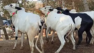 Domail Mandi || Fatehjang (Part 04) 31/12/2021 || Dhani bulls