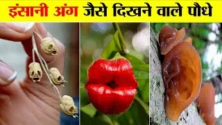  इंसानी अंग जैसे दिखते हैं ये पौधे | Plants And Fungi That Look Like Human body parts