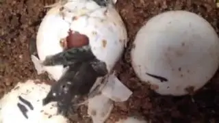 Science - Biology Basics - Smooth Softshell Turtle Hatching - First Day of Life