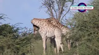 Inside the Hidden World of Africa's Gentle Giants. #giraffesongforkids  #giraffe  #giraffeart