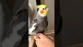 Adorable Cockatiel Larry's Cute Antics 😍 #cockatielscraze