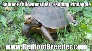 Redfoot-Yellowfoot Tortoise Diet - Feeding Pineapple