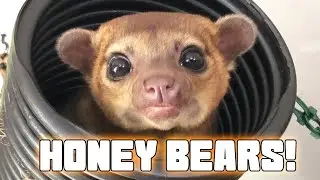 Kinkajou Rescue Visit! What you should know about these Cute Creatures :)