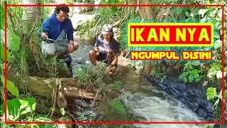 Spot mancing ikan wader area persawahan di SLEMAN YOGYAKARTA