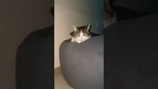 Как поспать до обеда 😅 #catshorts #шортс #веселыекоты #кот #юмор