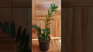 How to Propagate ZZ Plant Cutting in LECA Balls. #propagation #zzplant