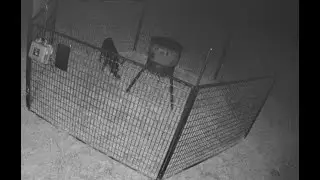Wild BOAR pig TRAPPED in Texas! #hunting  #hog  #trapping #boarhunting #wildboar  #trending #texas