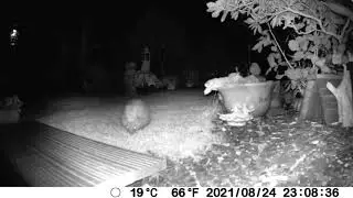 Wee Night Time Visitor