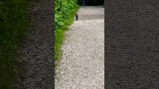 😱🙀#cat #catlover #cancan #kitten #shorts #short