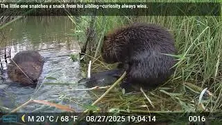 High Desert Oregon beaver family August 2025