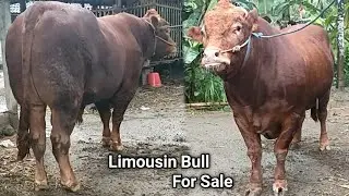 Sapi Limosin B0K0NG S3M0K ini Di Jual