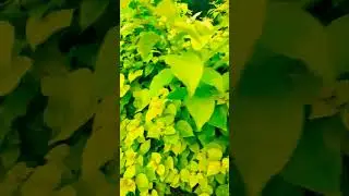 Beautiful Garden #nature #song #newmusicrelease #audioadventure