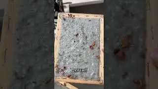 DIY handmade paper with dried flowers!