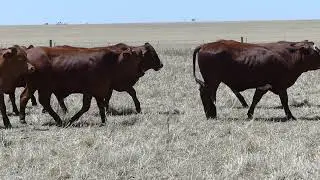 112 Droughtmaster steers A/c Kuruman Pastoral Balaklava SA avg 400kg