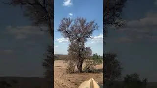 Леопард поймал обезьяну в воздухе!