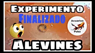 Alevines de goldfish, experimento finalizado