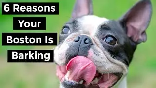 Boston Terrier Barking - Do Boston's Bark & Why?