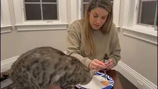 Natural Antibiotics for Cats!