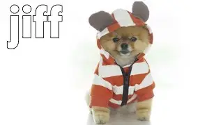 Jiff cute dog | Jiffpom cutes puppy