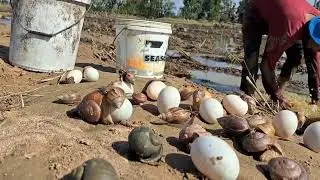 Top catching fish amazing! pick a lot of eggs on the hive under a tree pick by hand