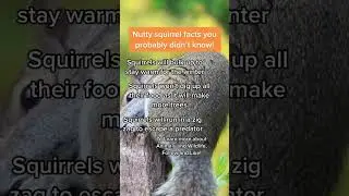 Nutty Squirrel Facts you probably didn't know! #shorts  #squirrel  #facts