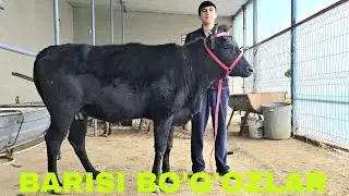 Ismatjon ukamizdan yangi partiya bo'g'oz va ona bola sigirlar 5 февраля 2026 г.