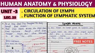 Lymph circulation and function of lymphatic system । HAP। UNIT-3 । #spharma#bpharm_1st_semester