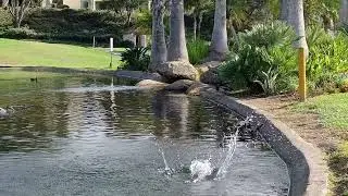 Largemouth Bass attack launch on Dragonfly