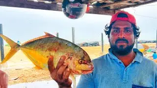 Yellowfin Trevally Fish Cutting Skill | Fastest Seer Fish Slicing | Spangled Emperor Fish Cutting