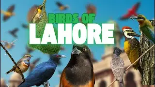 Exploring the Avian Wonders of Lahore: A Birdwatcher's Guide to Potential and Discoveries