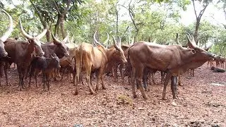 WAKULIMA NA WAFUGAJI WAKIZOMEANA MBELE YA DC 