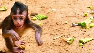 LUCAS BABY MONKEY | What Happened To Baby | Baby Monkey Videos