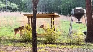 DIY Deer Mineral Trough