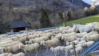 Calamento 15 novembre 2020