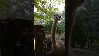 Crazy step dad face to face with crazy Ostrich