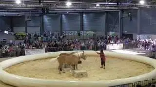 Foire Comtoise 2014 - Spectacle Jéhol / Les Comtois en Folie - Tableau 3