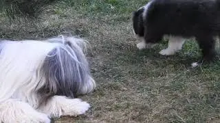 bearded collie puppies - 9 weeks old BUHLBINO kennel - I-Litter