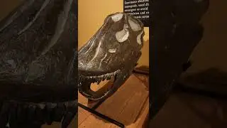 Close up look at the Skull of Brontosaurus