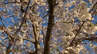Quarantined in Nature- Response To COVID-19