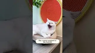 😺 2-in-1 Cat Bed & Scratcher Combo &ndash; The Ultimate Kitty Haven! Link in comment #cat #pets #cute