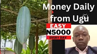 How to Make Money Daily from Ugu Sac Farming in Nigeria