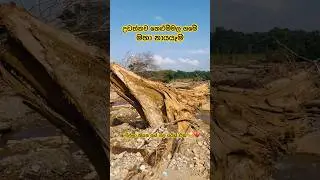 නෙළුම්මල මහා නායයෑම 🥺💔 ඇවිල්ලා තියන ගස් වල සයිස් එක 😳 Nelummala Village After Yahangala Landslide