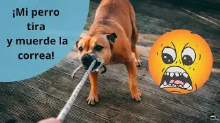 ¡Mi perro tira y muerde la correa cuando ve a otro perro!